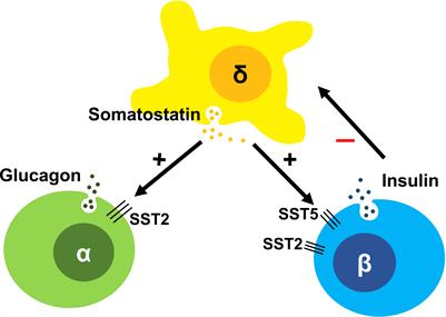 Somatostatin receptors in congenital hyperinsulinism: Biology to bedside